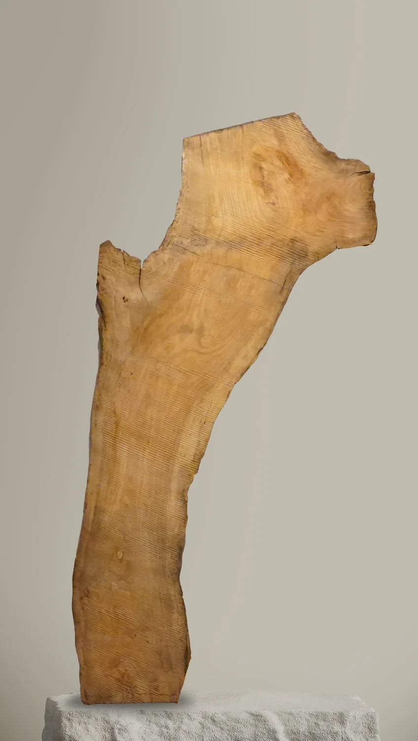 Honey_Locust
