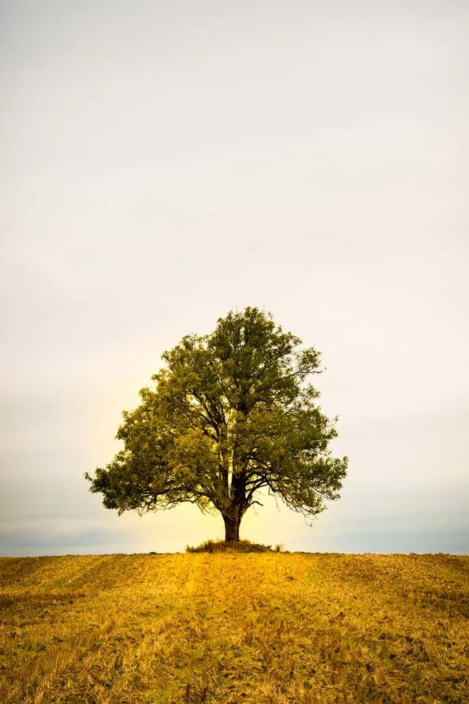 Single Tree in a Field